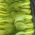 【实力商家】产地直发【诚信经营】保质保量【量大从优】油菜
