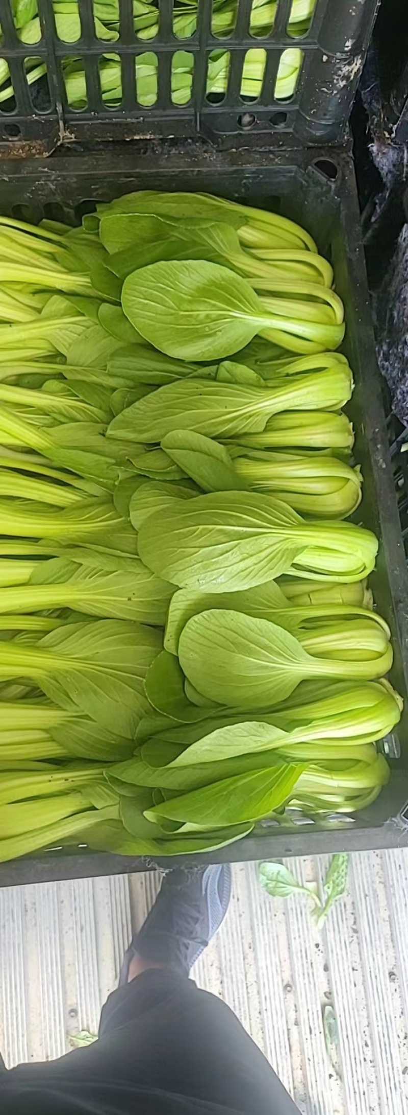【实力商家】产地直发【诚信经营】保质保量【量大从优】油菜