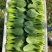 【实力商家】产地直发【诚信经营】保质保量【量大从优】油菜