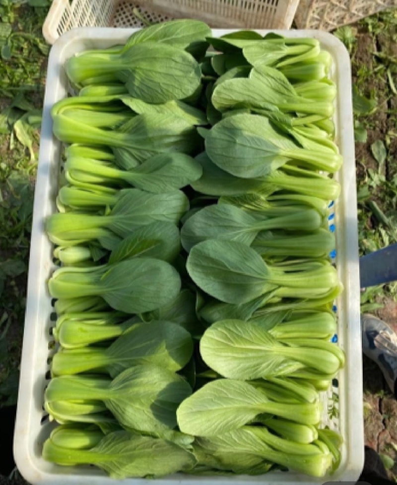 【实力商家】产地直发【诚信经营】保质保量【量大从优】油菜