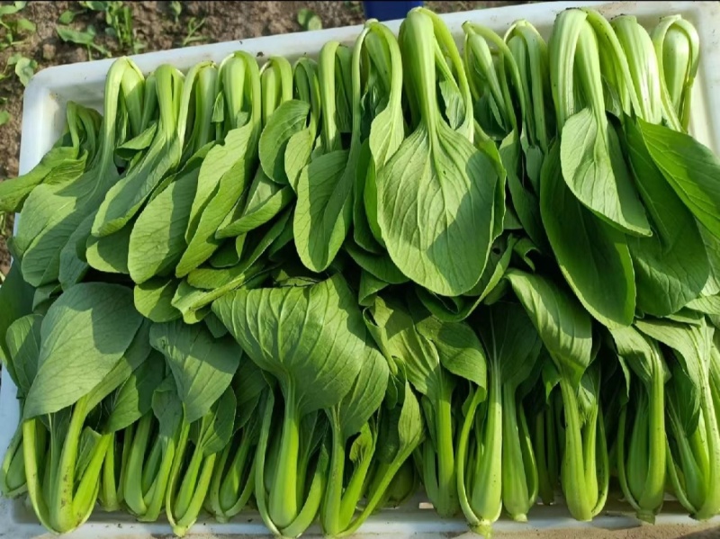 【实力商家】产地直发【诚信经营】保质保量【量大从优】油菜
