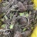 正宗3万亩荔浦芋头种植基地品种纯正品质靠谱