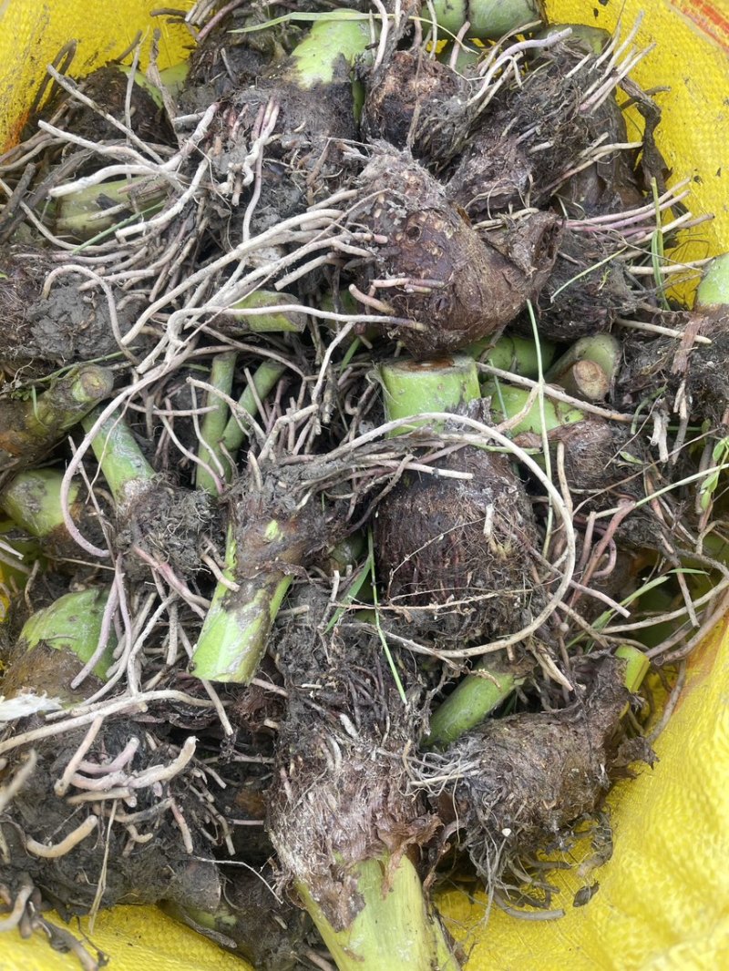 正宗3万亩荔浦芋头种植基地品种纯正品质靠谱