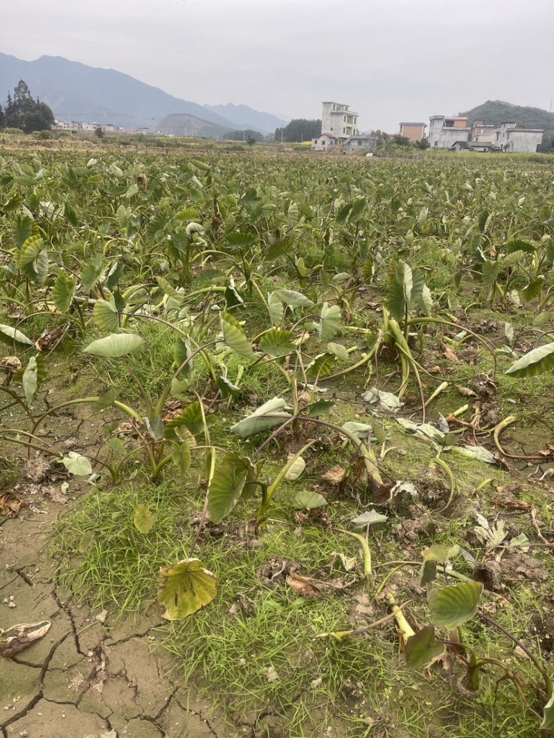 正宗3万亩荔浦芋头种植基地品种纯正品质靠谱
