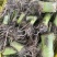 正宗3万亩荔浦芋头种植基地品种纯正品质靠谱