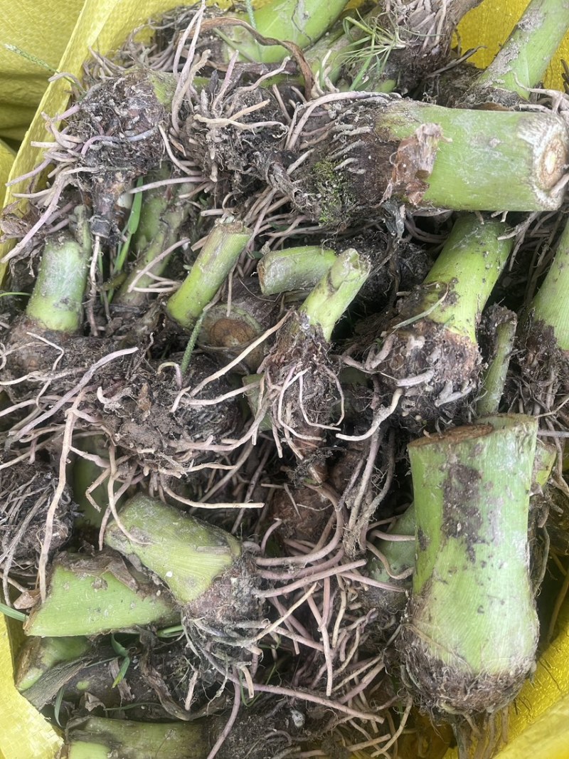 正宗3万亩荔浦芋头种植基地品种纯正品质靠谱