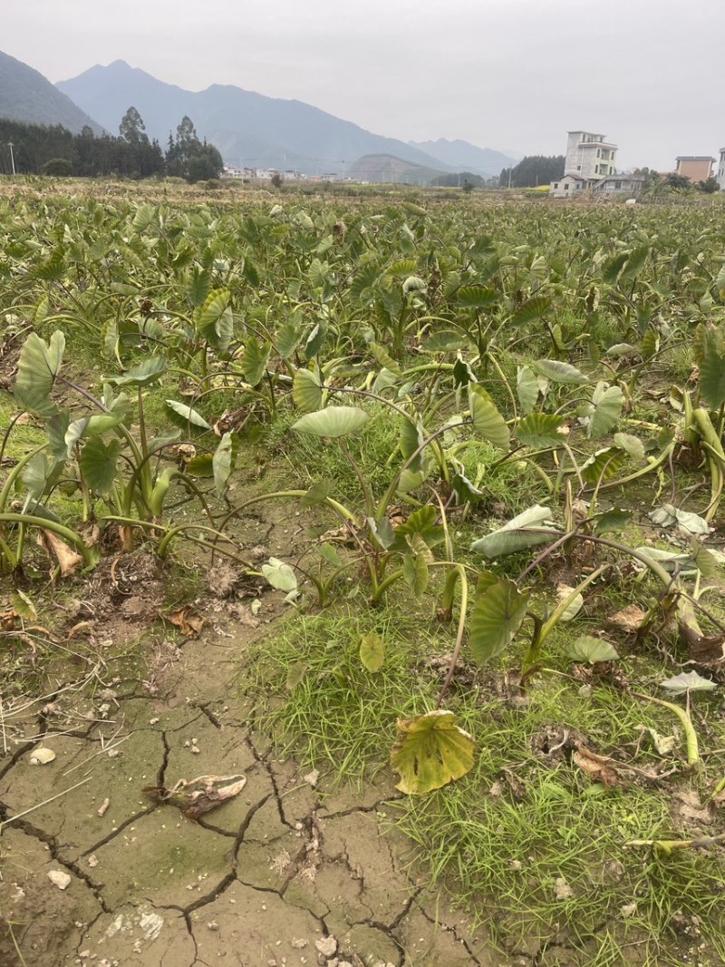 正宗3万亩荔浦芋头种植基地品种纯正品质靠谱