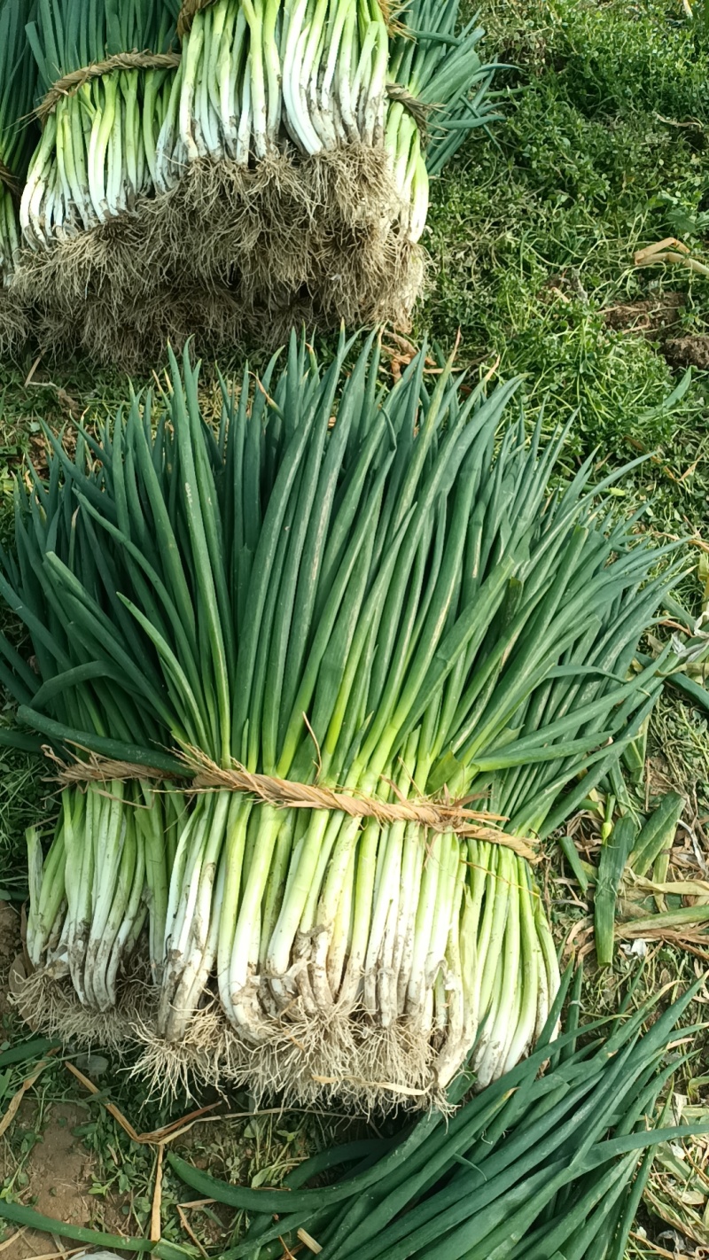 王家坝大葱分葱