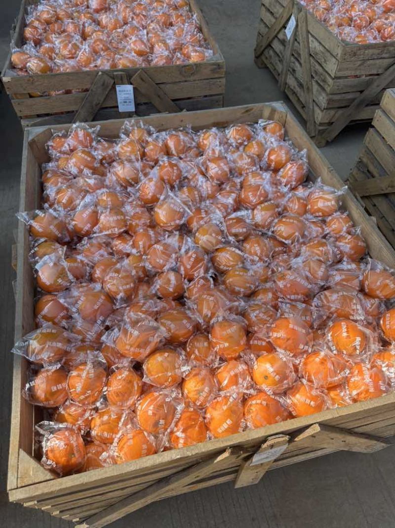 赣南脐橙大量上市欢迎各位老板前来选购品质保证产地直发