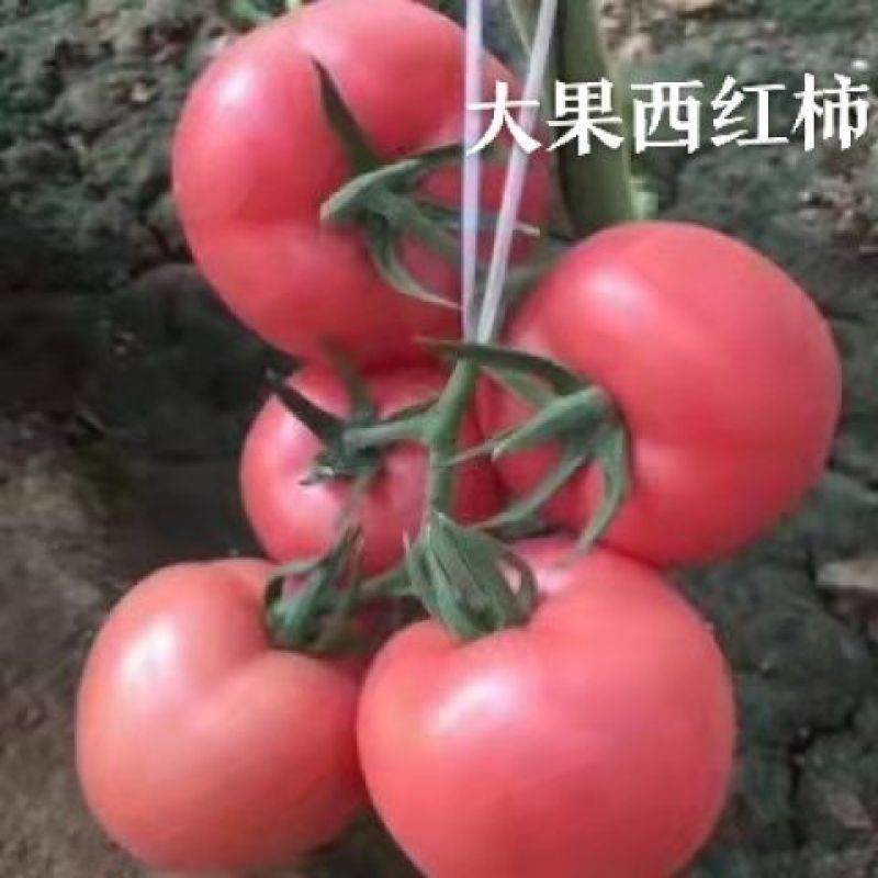 大粉西红柿苗齐番146品种基地直发