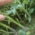大粉西红柿苗齐番146品种基地直发