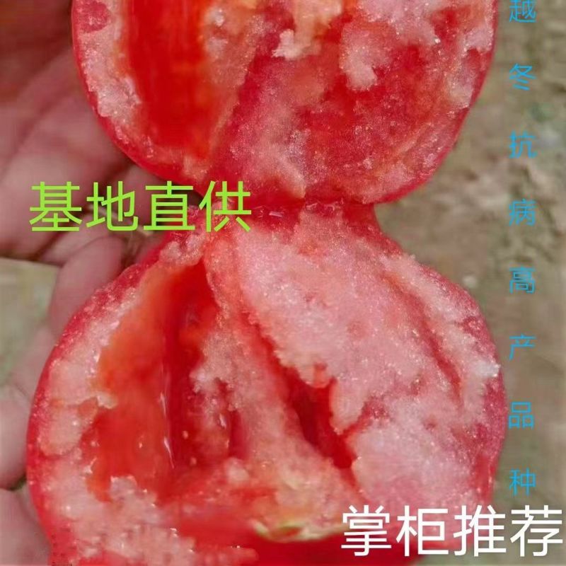 大粉西红柿苗齐番146品种基地直发