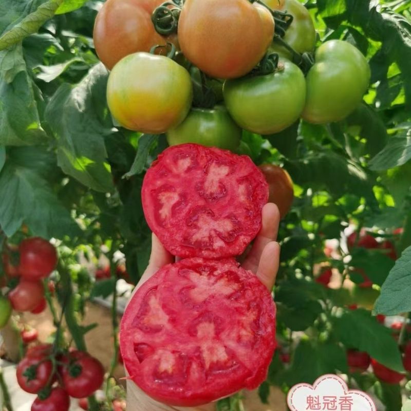 大粉西红柿苗齐番146品种基地直发