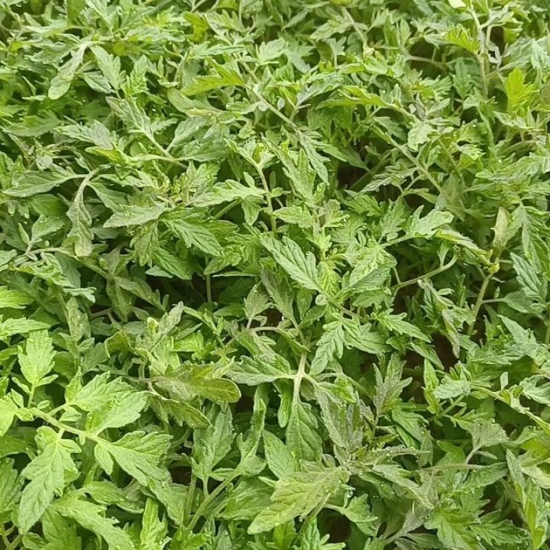 大粉西红柿苗齐番146品种基地直发