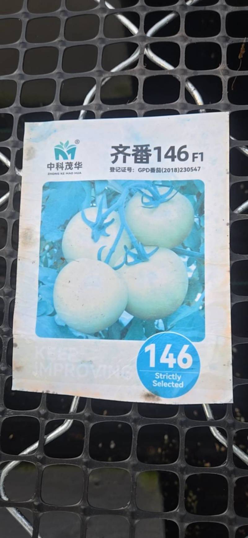 大粉西红柿苗齐番146品种基地直发