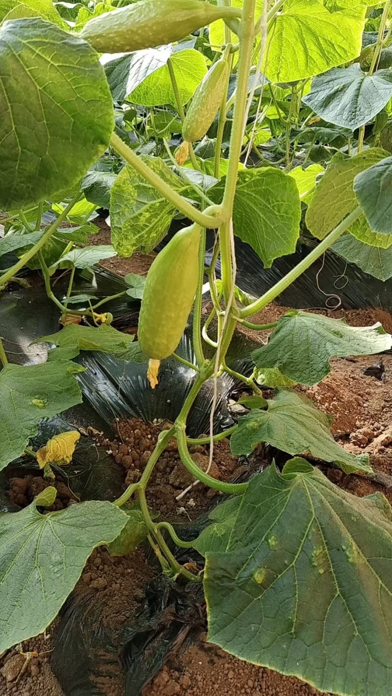 【实力商家】产地直发【一口清脆】满口留香【超市直采】白玉