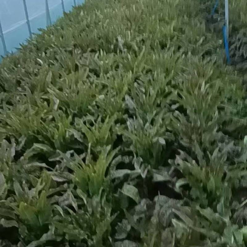 本地香莴笋