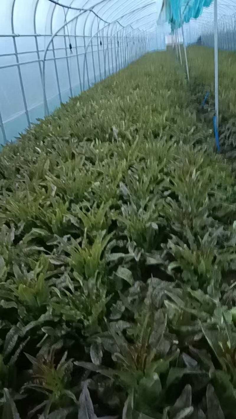 本地香莴笋
