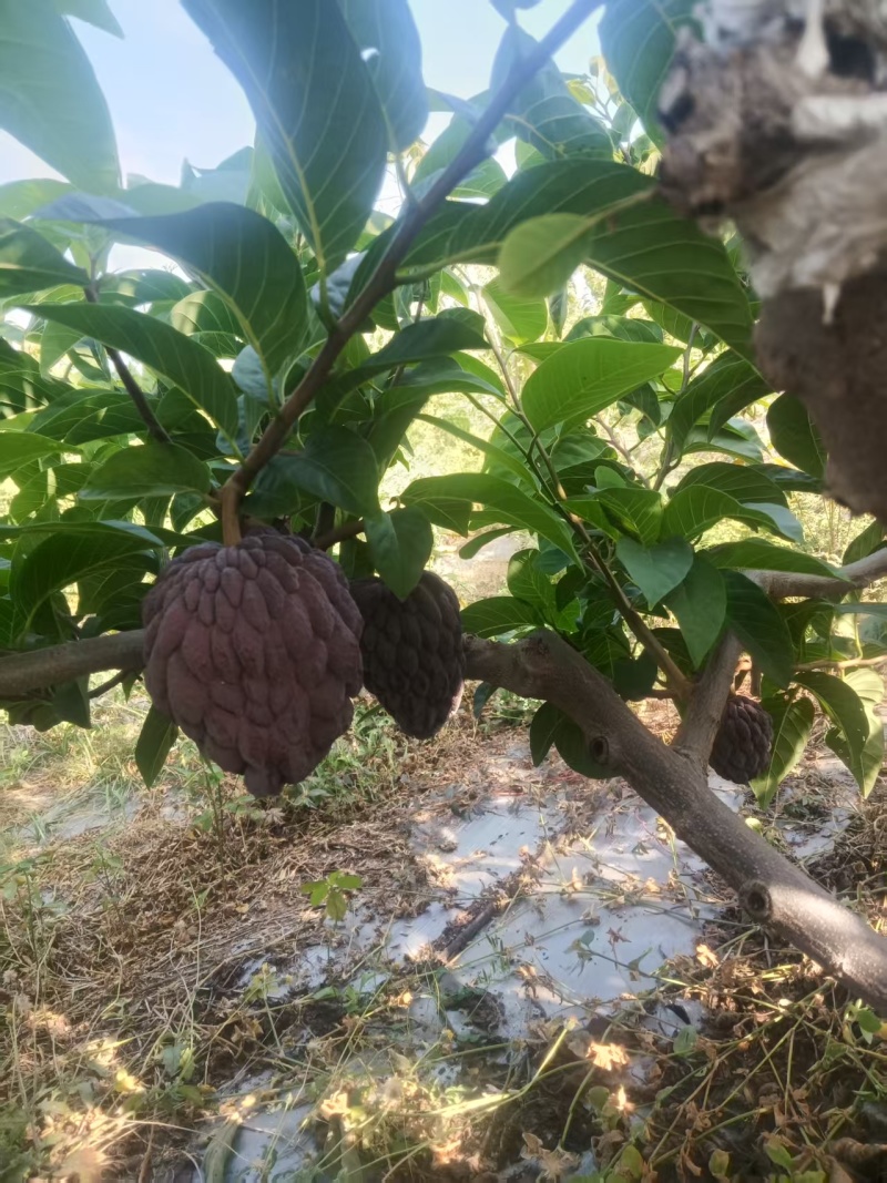 玫瑰释迦果