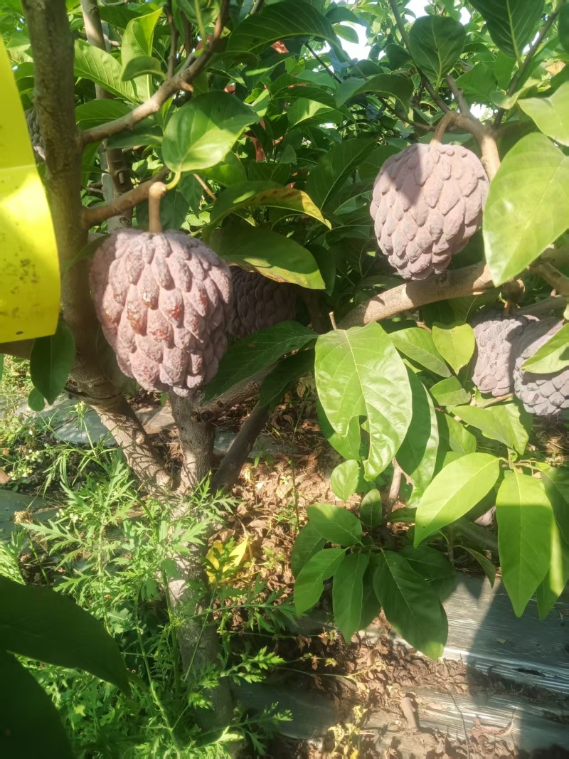 玫瑰释迦果