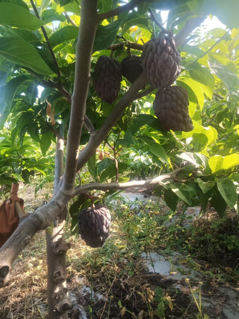 玫瑰释迦果