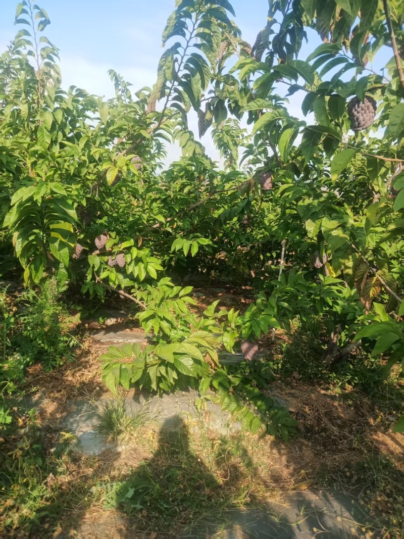 玫瑰释迦果
