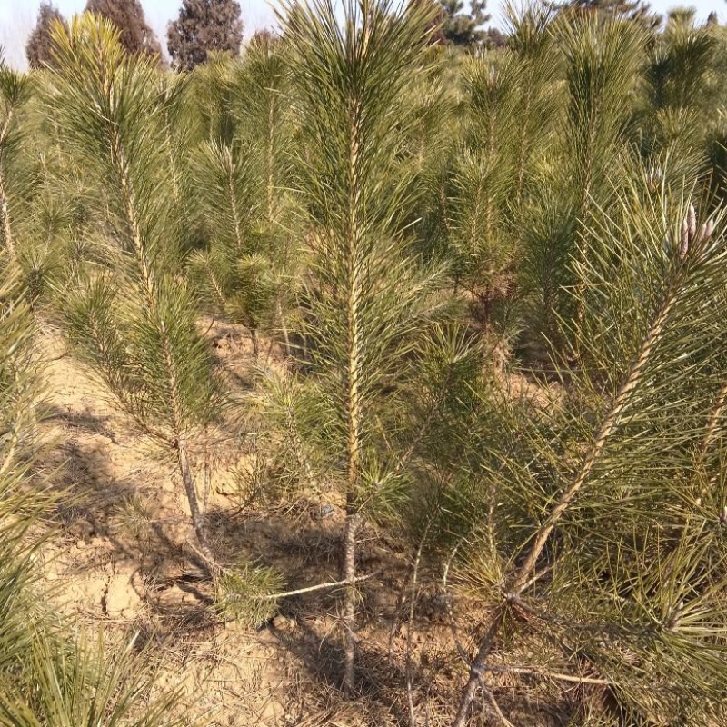 黑松/黑松/黑松/植物黑松存活率高各种规格都有可发全国欢迎咨