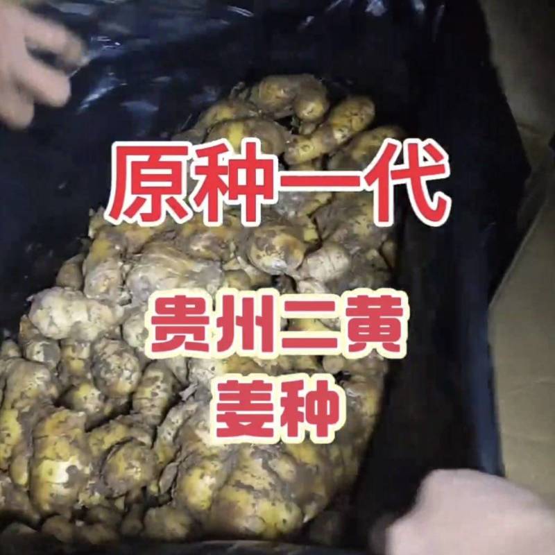 大黄姜/小黄姜种/【基地优选/包回收】全国发货/技术指导