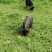 放养蕨麻猪