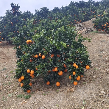 奉节脐橙91