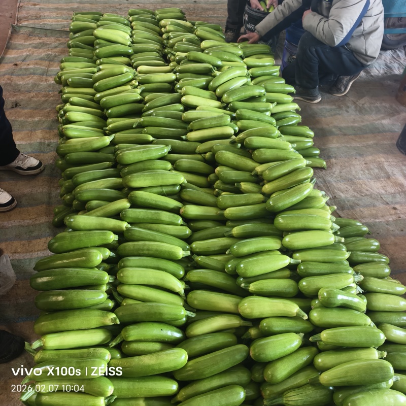 场地西葫芦海量货源要的联系可以长期供货提供各种包装