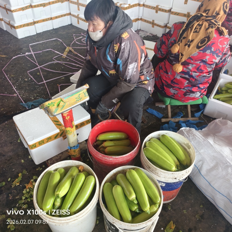 场地西葫芦海量货源要的联系可以长期供货提供各种包装