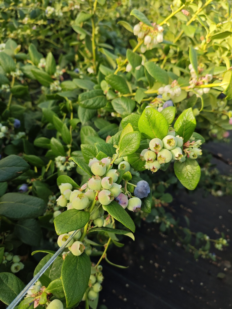 云南高海拔蓝莓，口感脆甜爽口花香浓郁