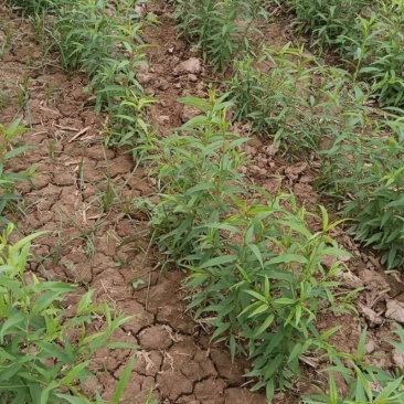 桃树苗油桃苗毛桃苗嫁接品种苗春雪