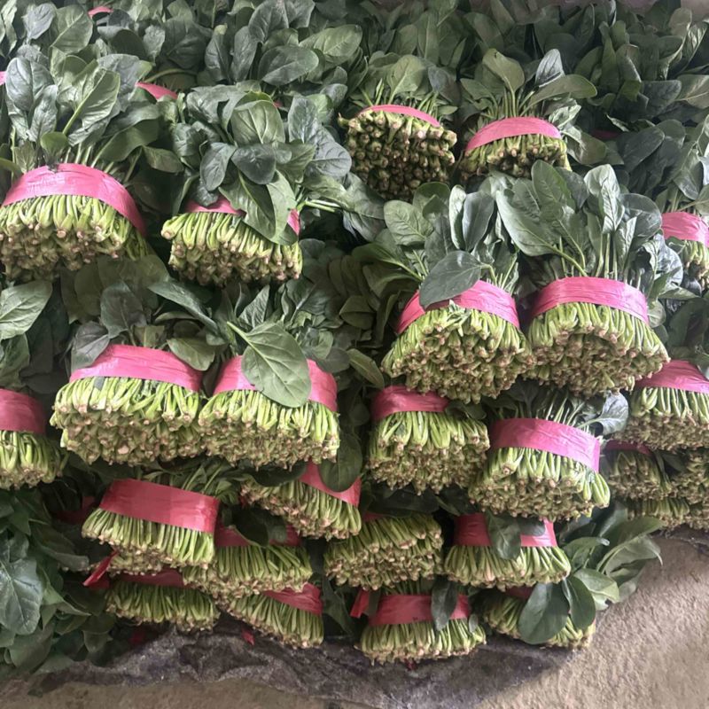 山东大叶菠菜菠菜大叶菠菜供应电商市场超市