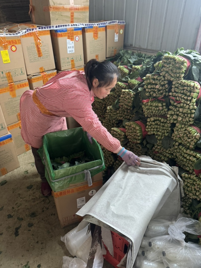 山东大叶菠菜菠菜大叶菠菜供应电商市场超市