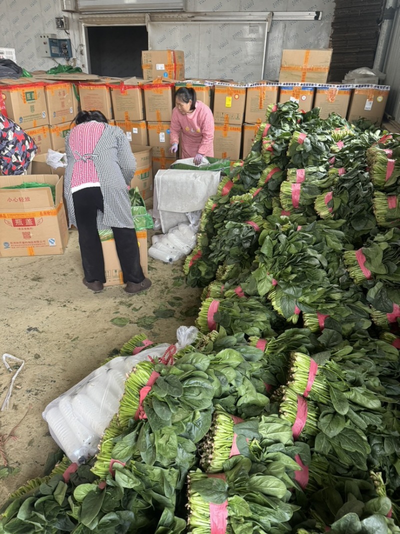 山东大叶菠菜菠菜大叶菠菜供应电商市场超市