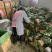 精品大叶菠菜扎捆菠菜大捆菠菜电商市场超市