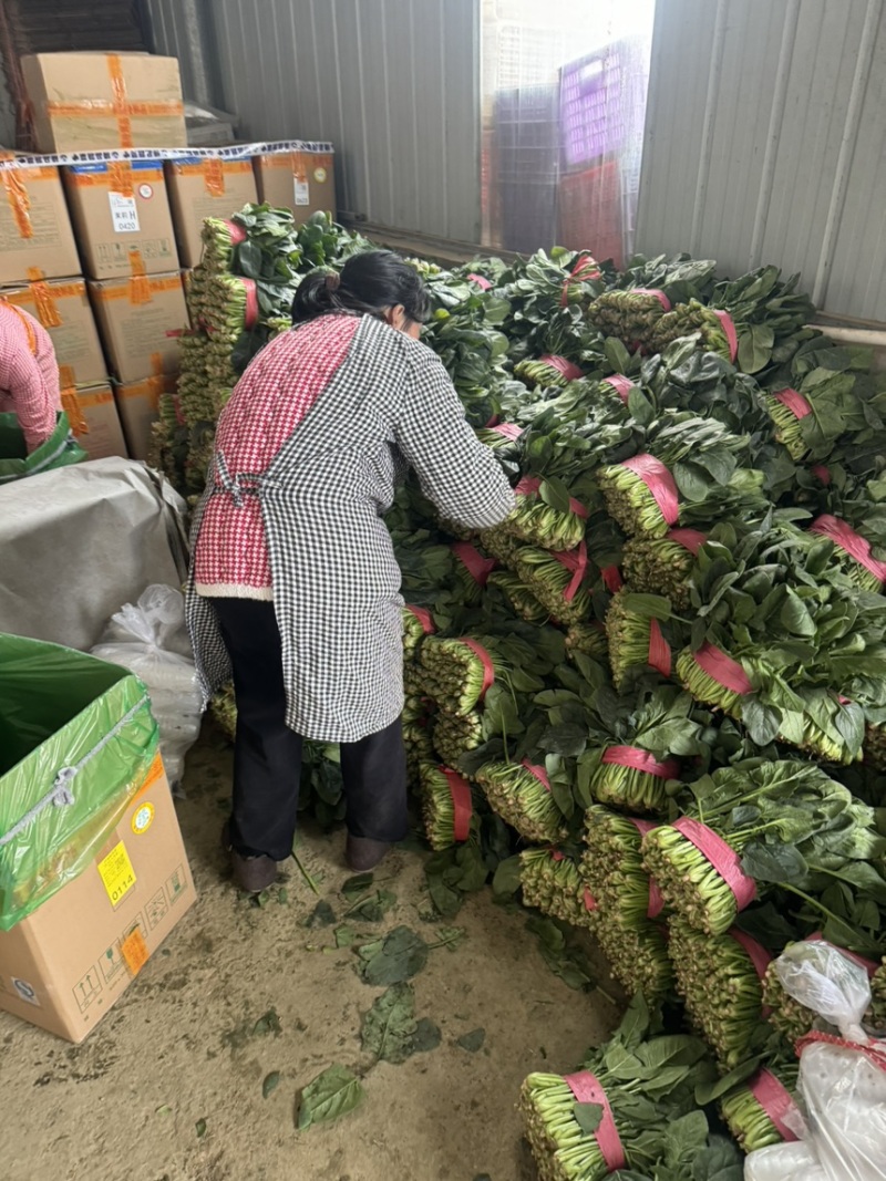 精品大叶菠菜扎捆菠菜大捆菠菜电商市场超市