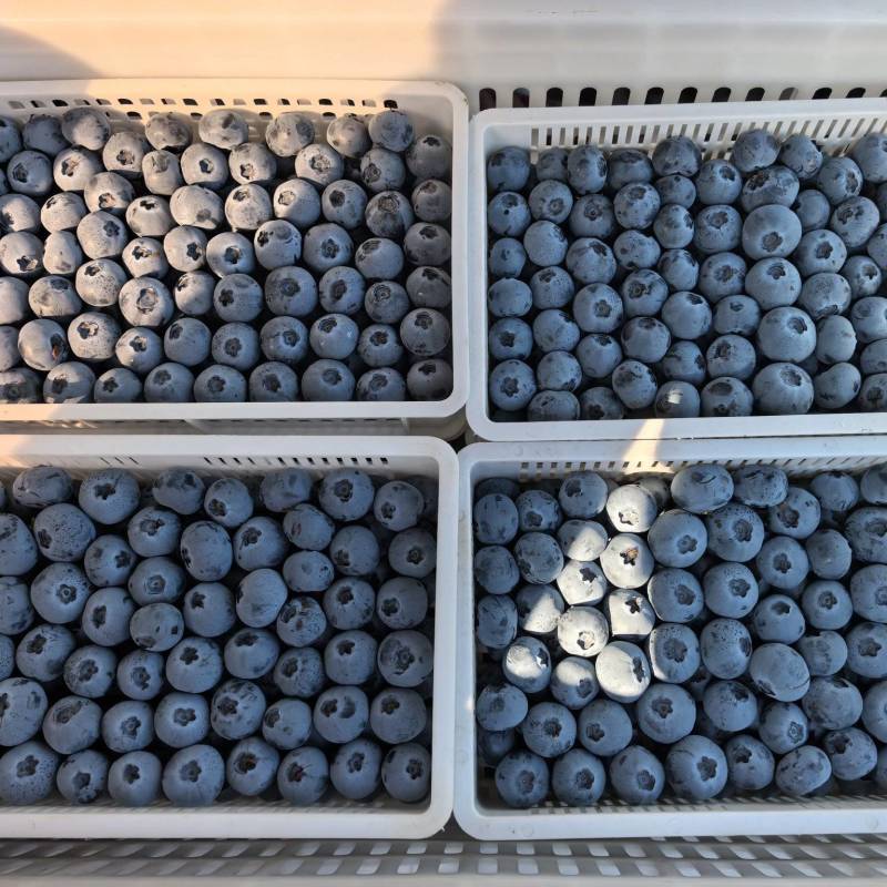 山东H5.f6，25大量上市果粉厚，果子大发全国都保鲜