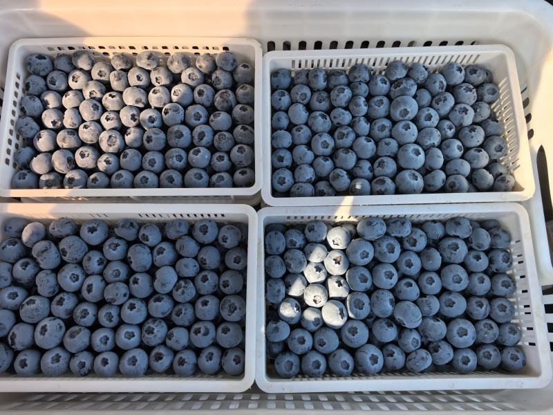 山东H5.f6，25大量上市果粉厚，果子大发全国都保鲜