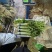 26年头茬宁夏香芹大量供应可视频看货对接各大市场商超电