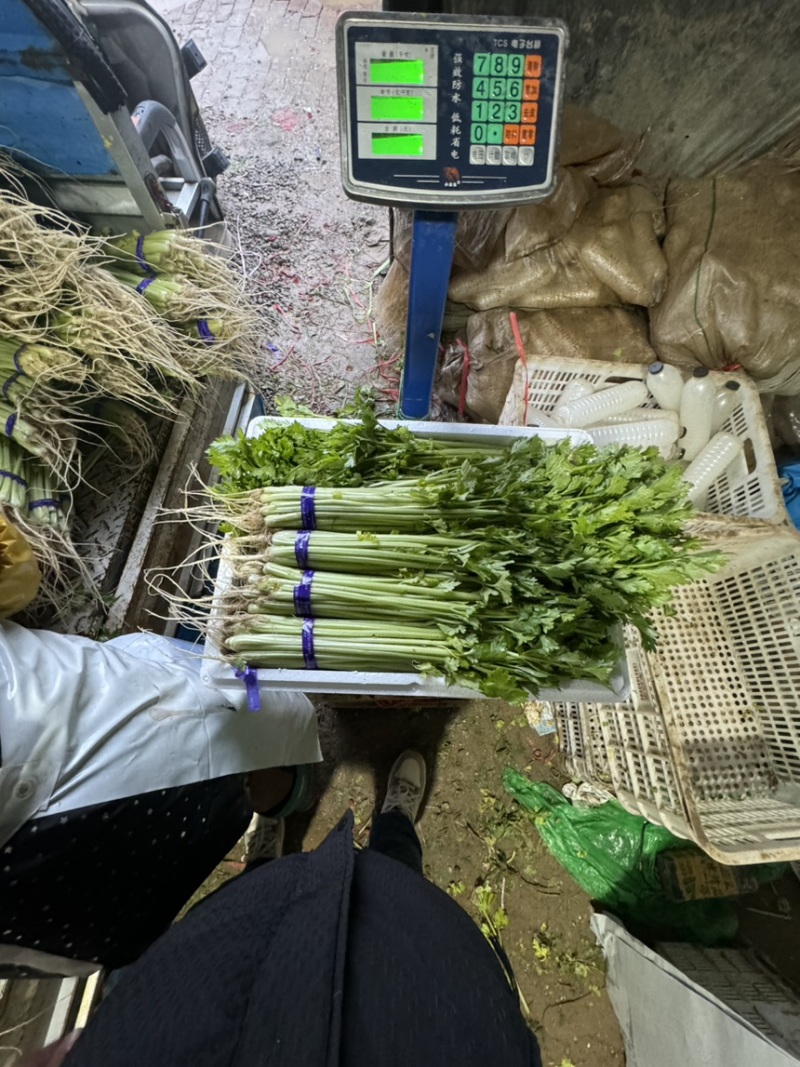 26年头茬宁夏香芹大量供应可视频看货对接各大市场商超电