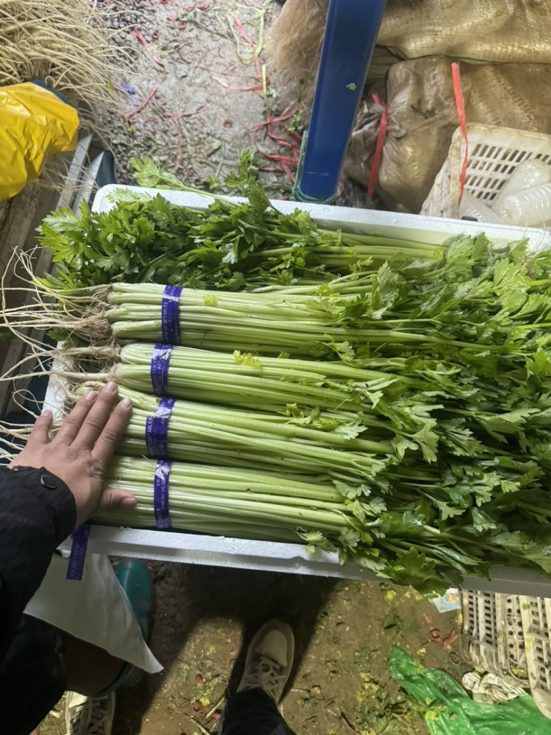 26年头茬宁夏香芹大量供应可视频看货对接各大市场商超电