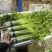 26年头茬宁夏香芹大量供应可视频看货对接各大市场商超电