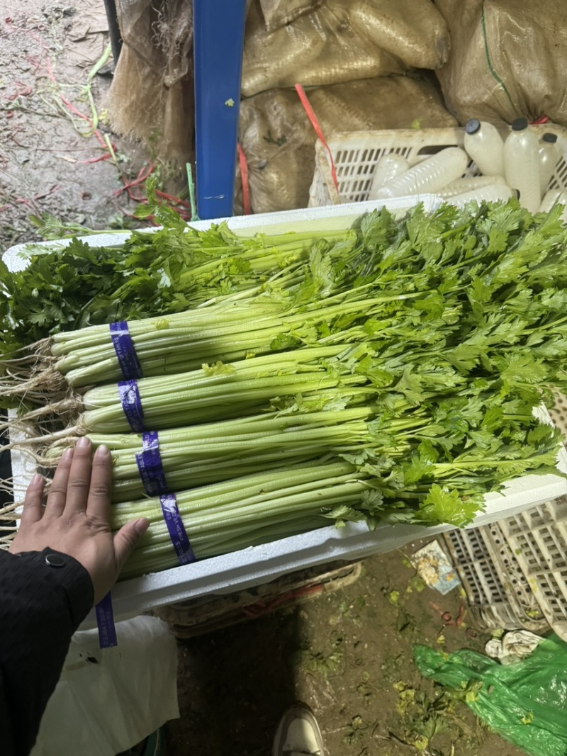 26年头茬宁夏香芹大量供应可视频看货对接各大市场商超电