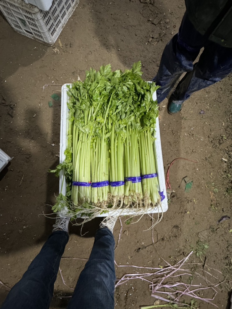 26年头茬宁夏香芹大量供应可视频看货对接各大市场商超电