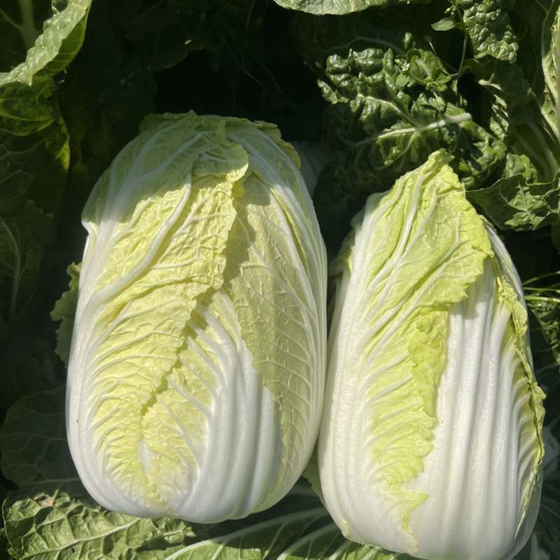 大娃娃菜