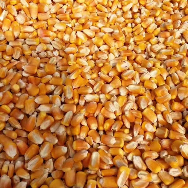 净粮玉米粒无霉变无坏颗粒水分百分之十一全国发货干净