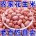 大颗粒花生米全国发货无霉变无坏颗粒质量保证袋装